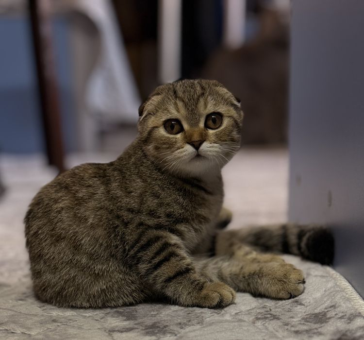 Скотиш фолд девочка