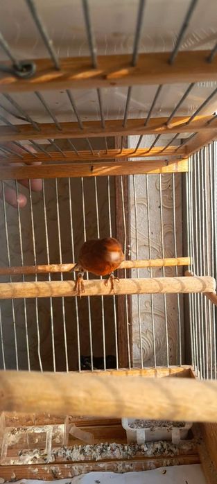 Канарейка красный дерево нар 11 ойли