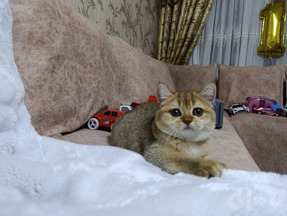 Золотая шиншилла