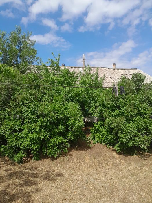 Продам в селе Канаш Камзин