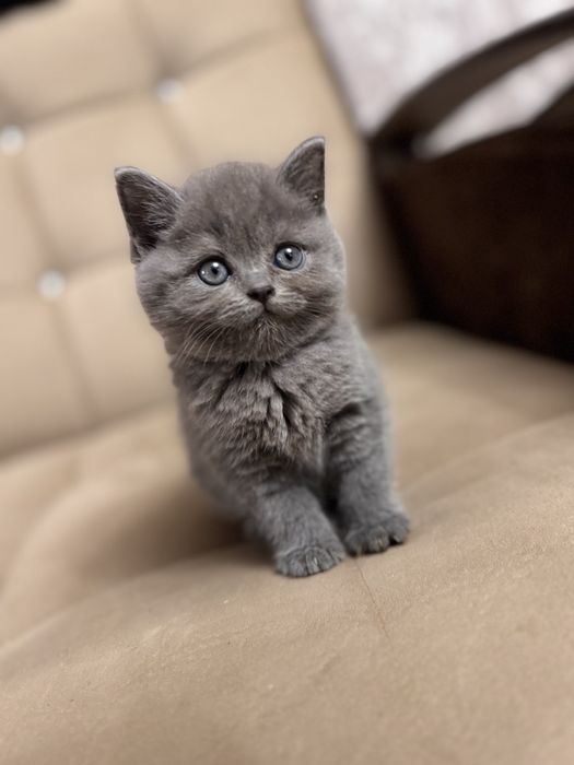 Скотииш страйт девочка продается