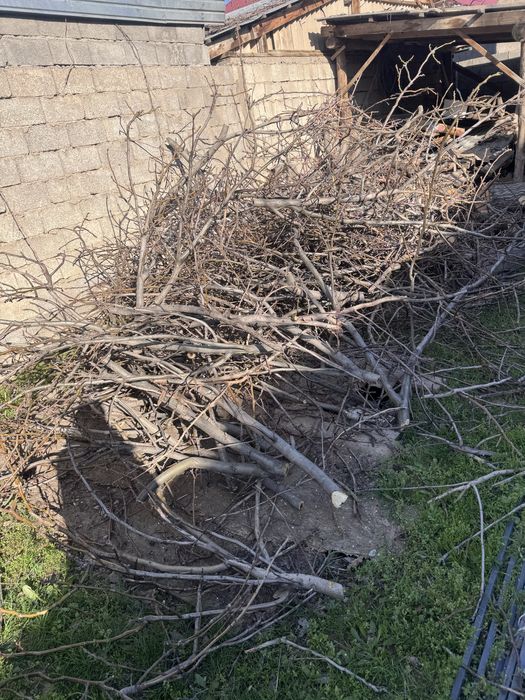 Тегін отын,  жаңғақ ағашы