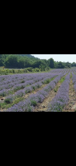 Продава се Земеделски имот в с. Тъжа, Област Стара Загора -  кв.м за 1785 €/дка - Снимка #5