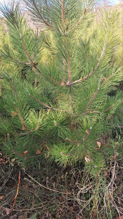 Manzalari ko'chatlar sotiladi. Narxini kelishamiz optim dona.