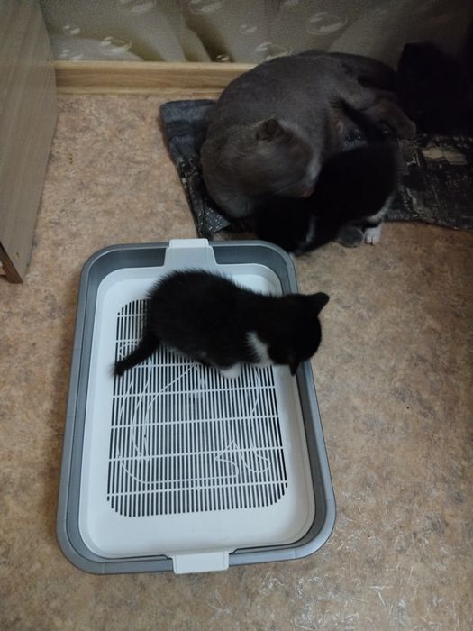 Котята с приданным