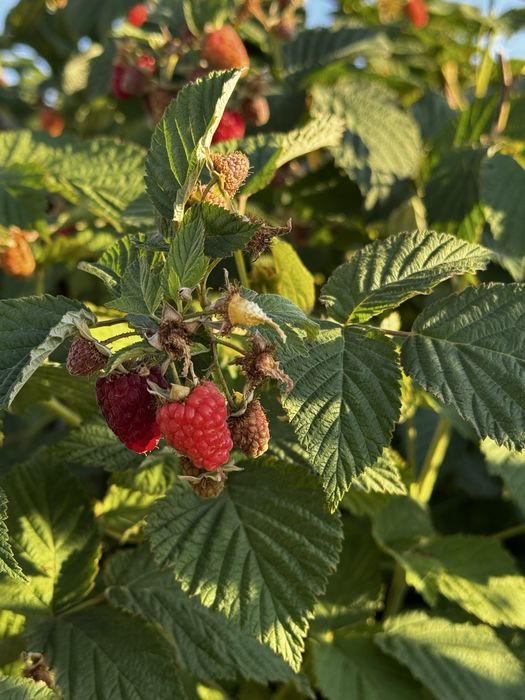 Саженцы крупной малины