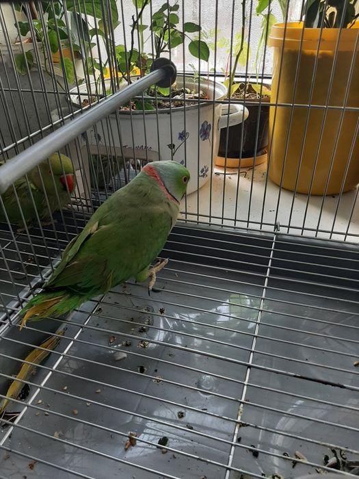 Ожереловые попугаи – мальчик и девочка