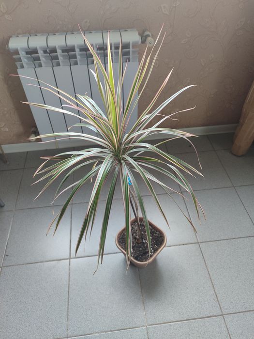 Драцена окаймленная один ствол