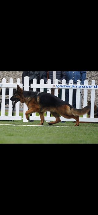 Pui ciobanesc german cu pedigree