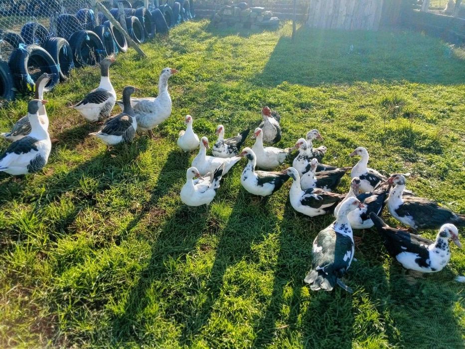 Гъски и мускусни патици