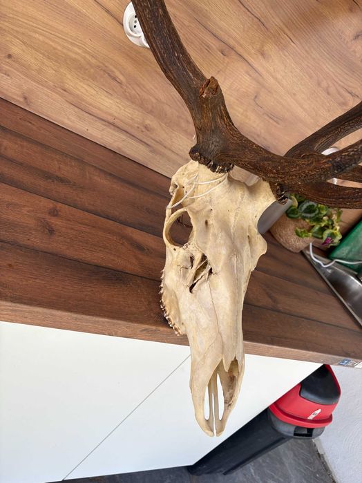 Рога на благороден елен - трофей