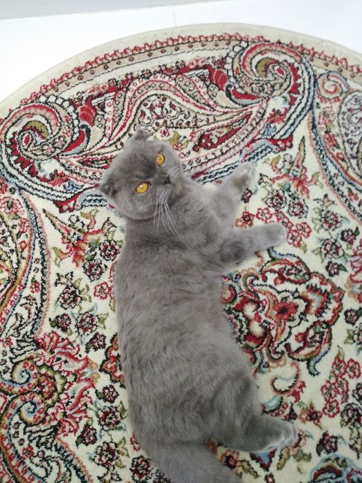 Продаётся кот шотландский вислоухий