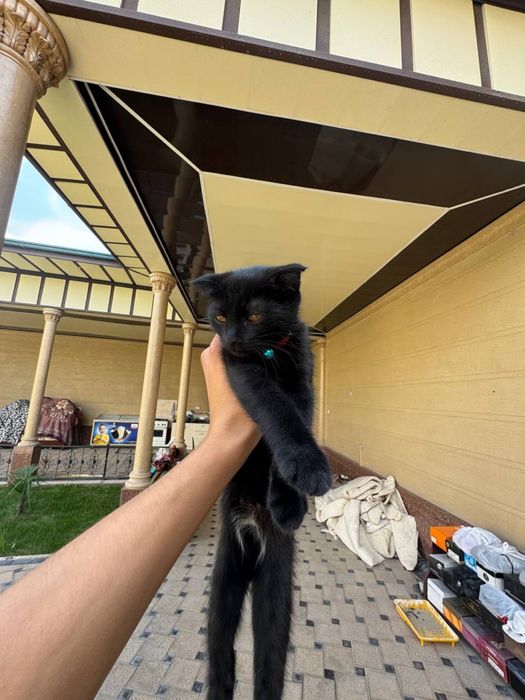 скоришфолт кошка