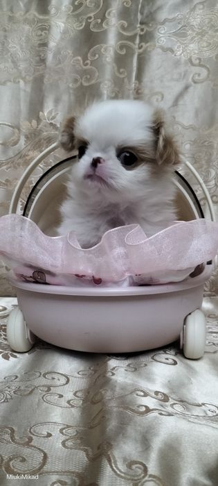Девочка японского хина.
