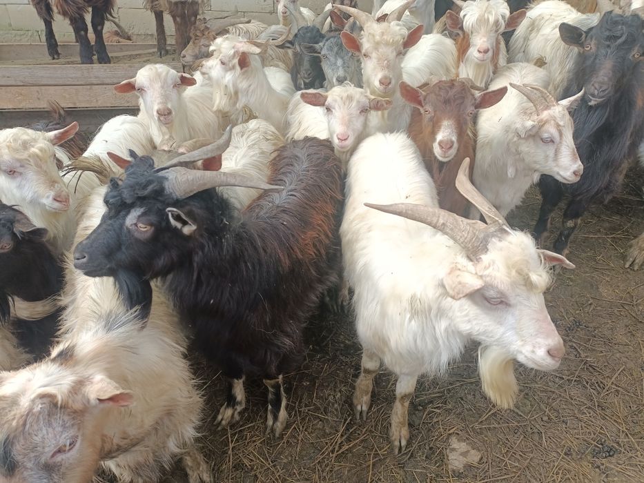 Vând iezi tel 0761639594