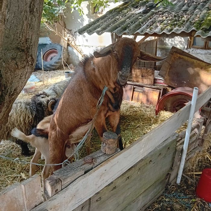 Miei,berbeci si  țapi