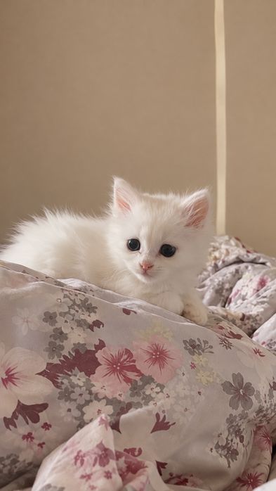 Продаётся котёнок