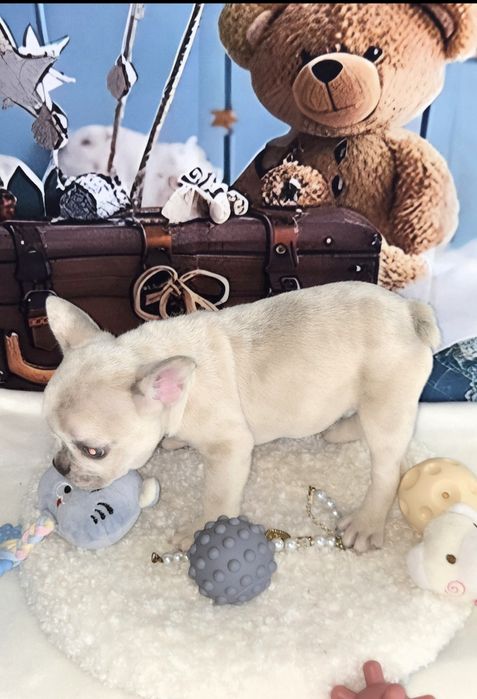 Френски булдог крем платина женско