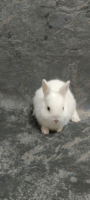 Декоративные карликовый кролики