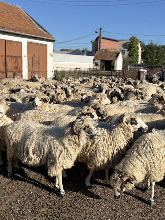 Vând 100 de oi Țurcane