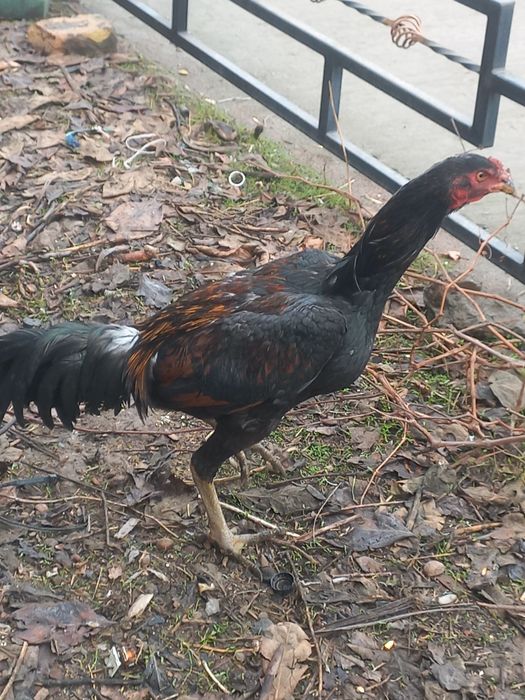 Жужа .Хуроз сотилади.