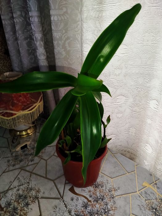 Золотой ус ( лечебное растение)