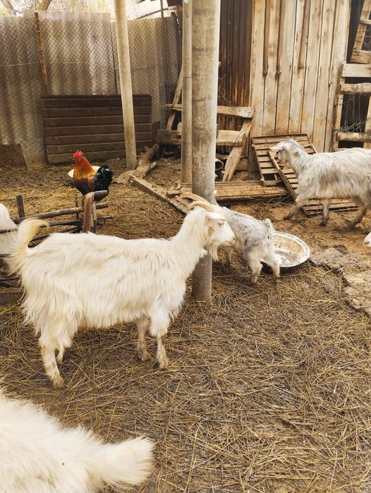 Самые милые и обаятельные козы