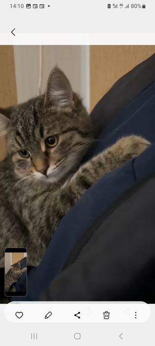 Отдам котёночка мальчика в добрые руки