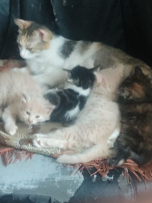 Одам котят в хорошие руки