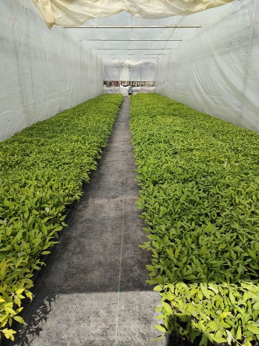 Rasaduri de legume.Milcovu din Deal