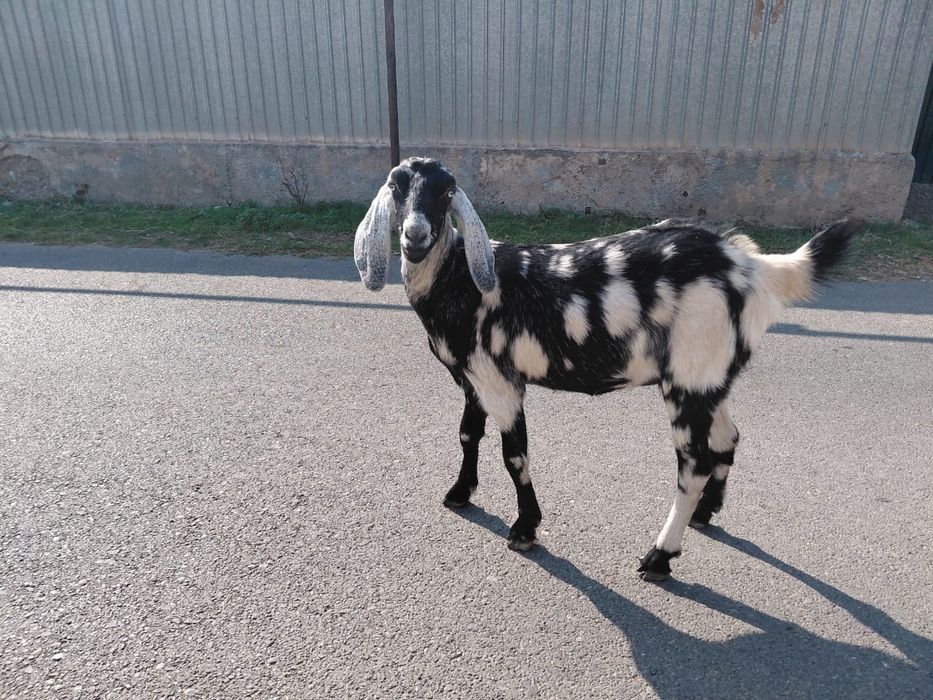 Продается козочка