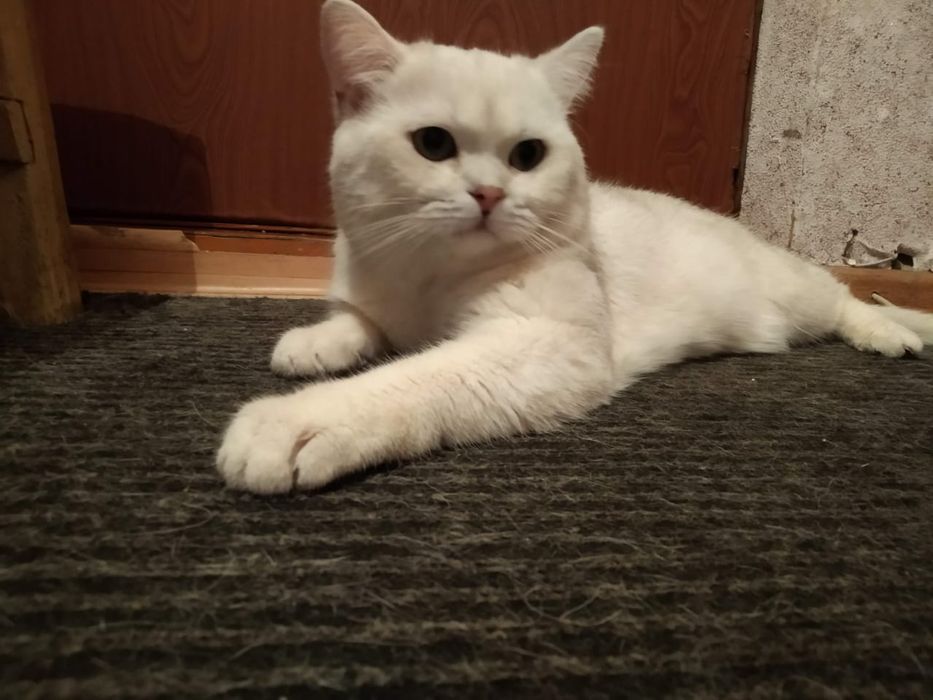 Вязка британец шиншилловый.