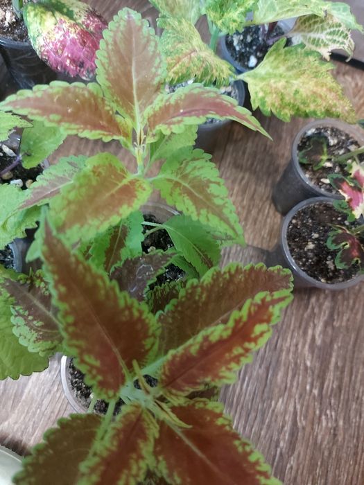 Продам колеусы по