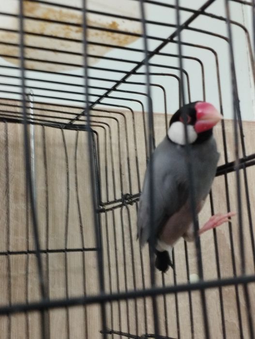 Продается рисовая амадина