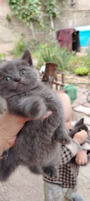Срочно продам котенка