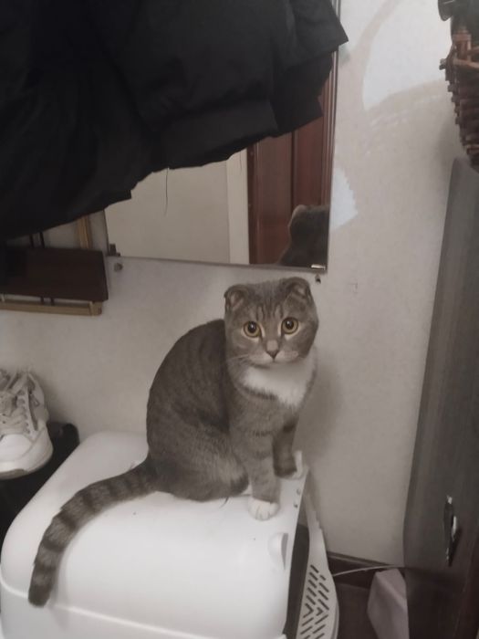 отдам кошечку в хорошие руки