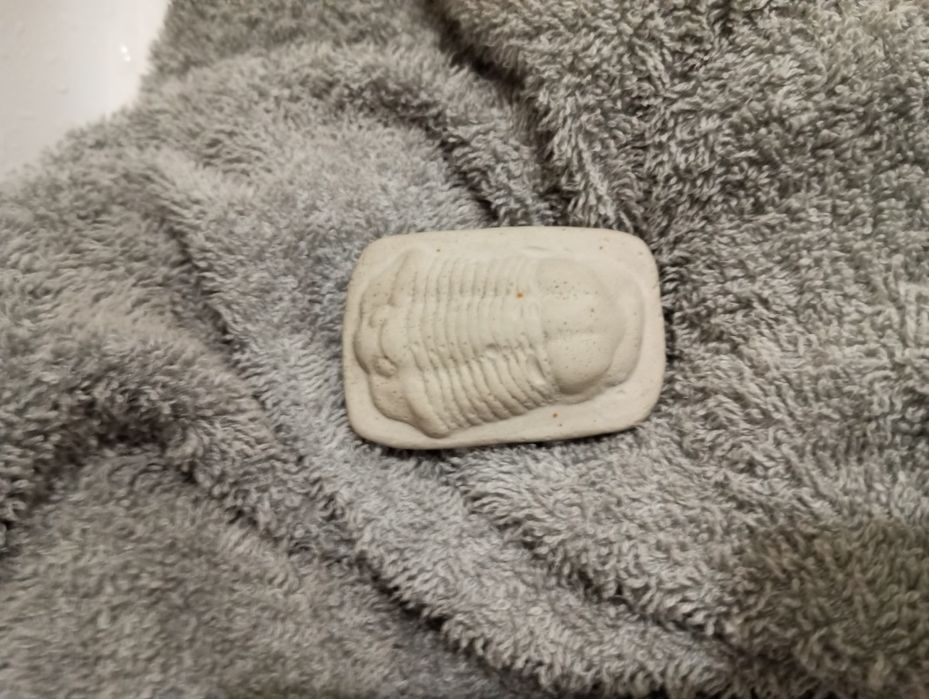 Трилобит-Trilobite