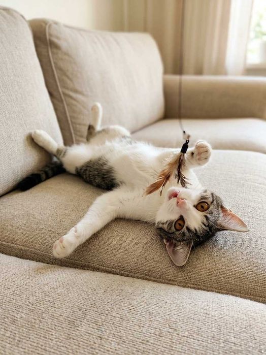 Котята бесплатно