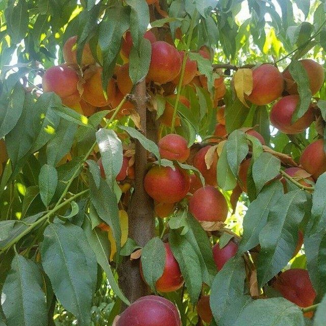 ШОФТОЛИ кучатларимизни 12 хил сорти бор сортига падвойига кафолат бера