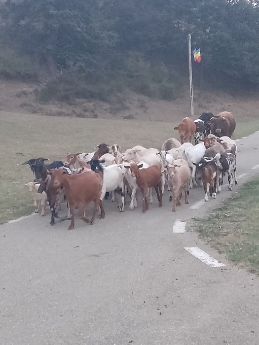 De  vânzare 10 oi