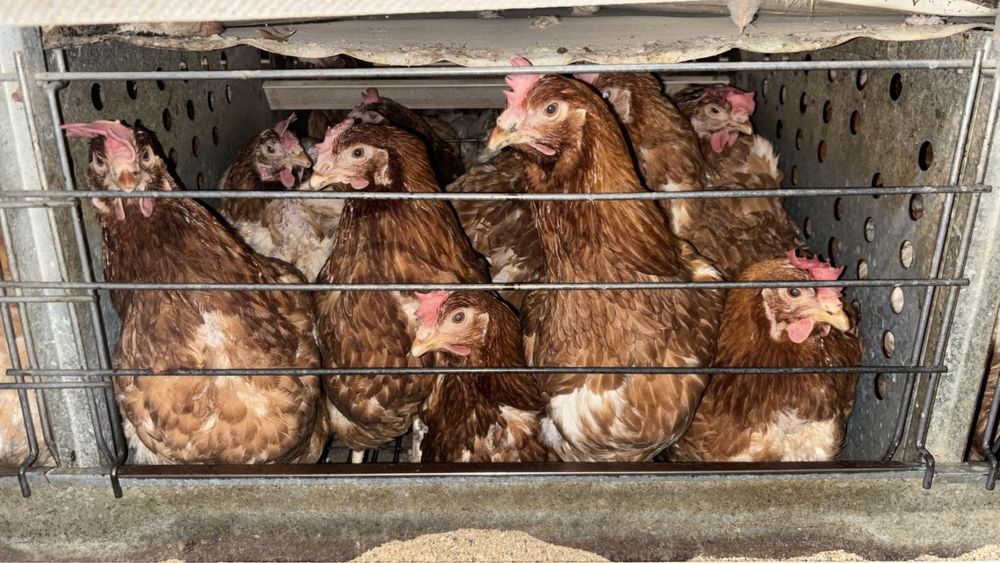 Куры несушки красные