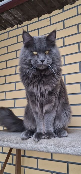 Коты мейн - куны.