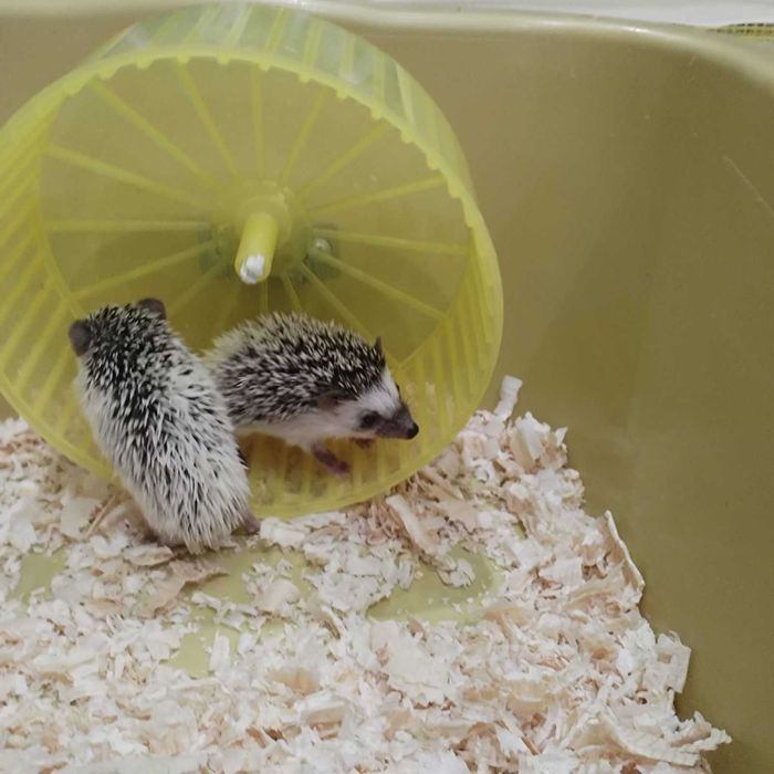 Малки таралежчета