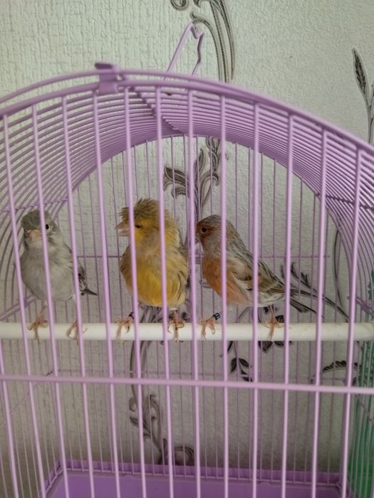 Канарейки в продаже.