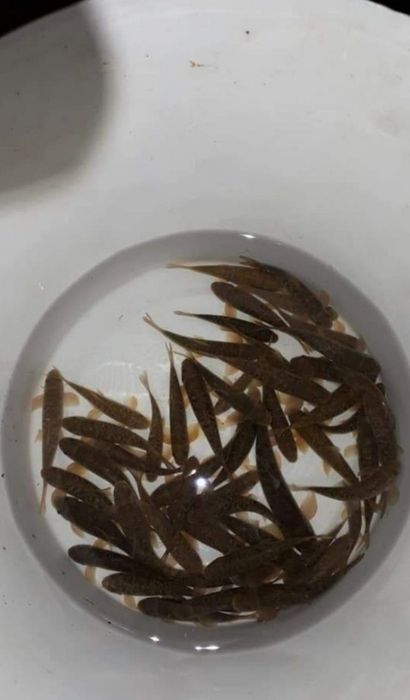 Рибки Гара Руфа Фиш Спа