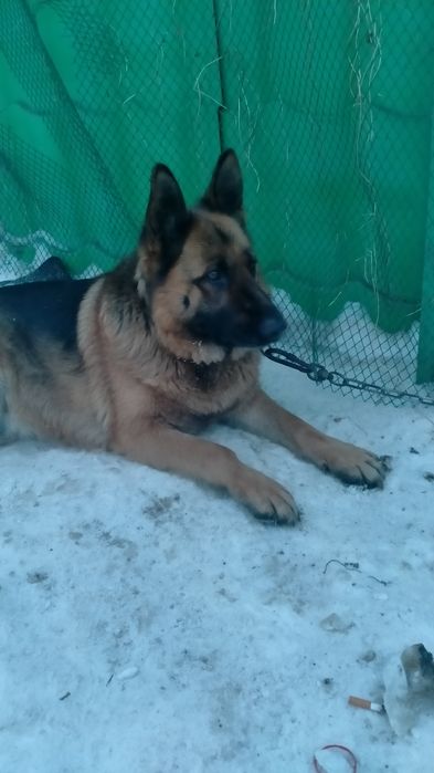 Отдам бесплатно овчарку немку в добрые руки есть паспорт всвязи с отъе