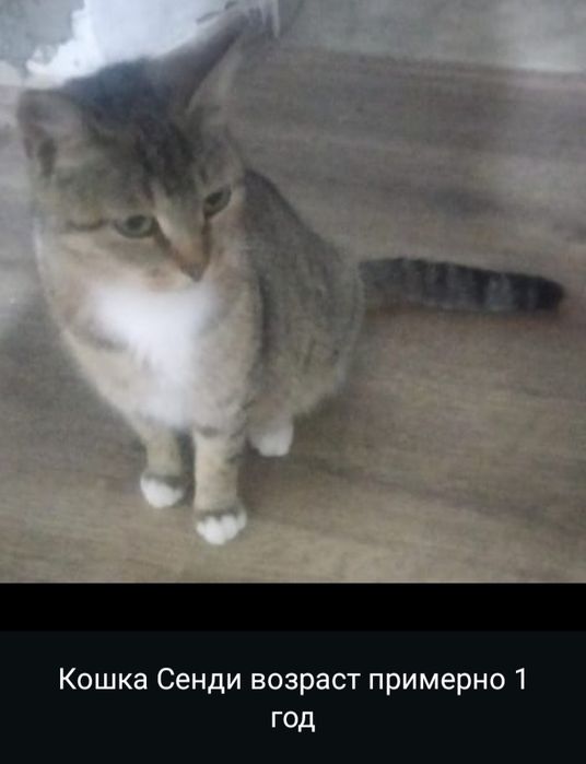 Срочно котики на пристройство