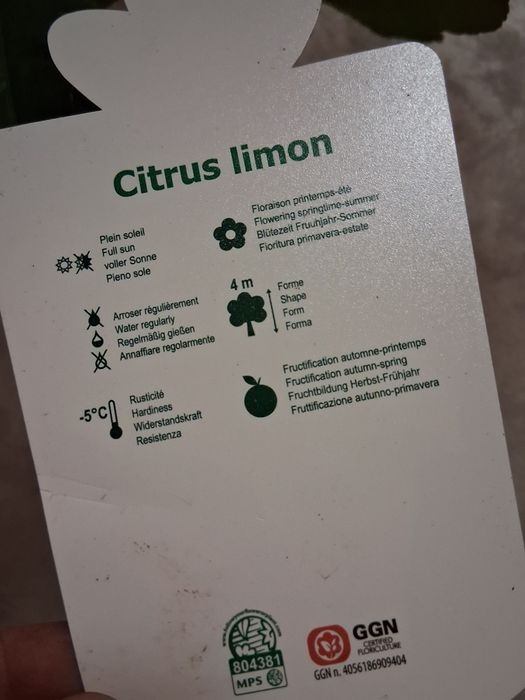 Lamai altoit 70-80 cm