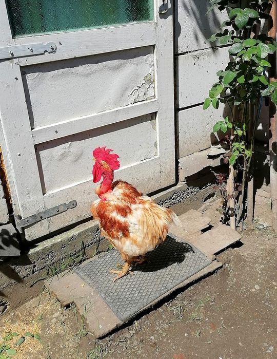 Cocoși de 1 an de vânzare