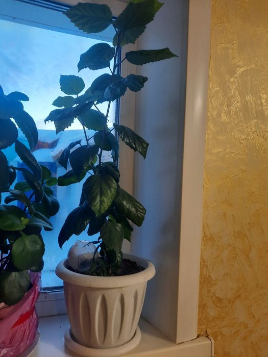 Комнатные растения